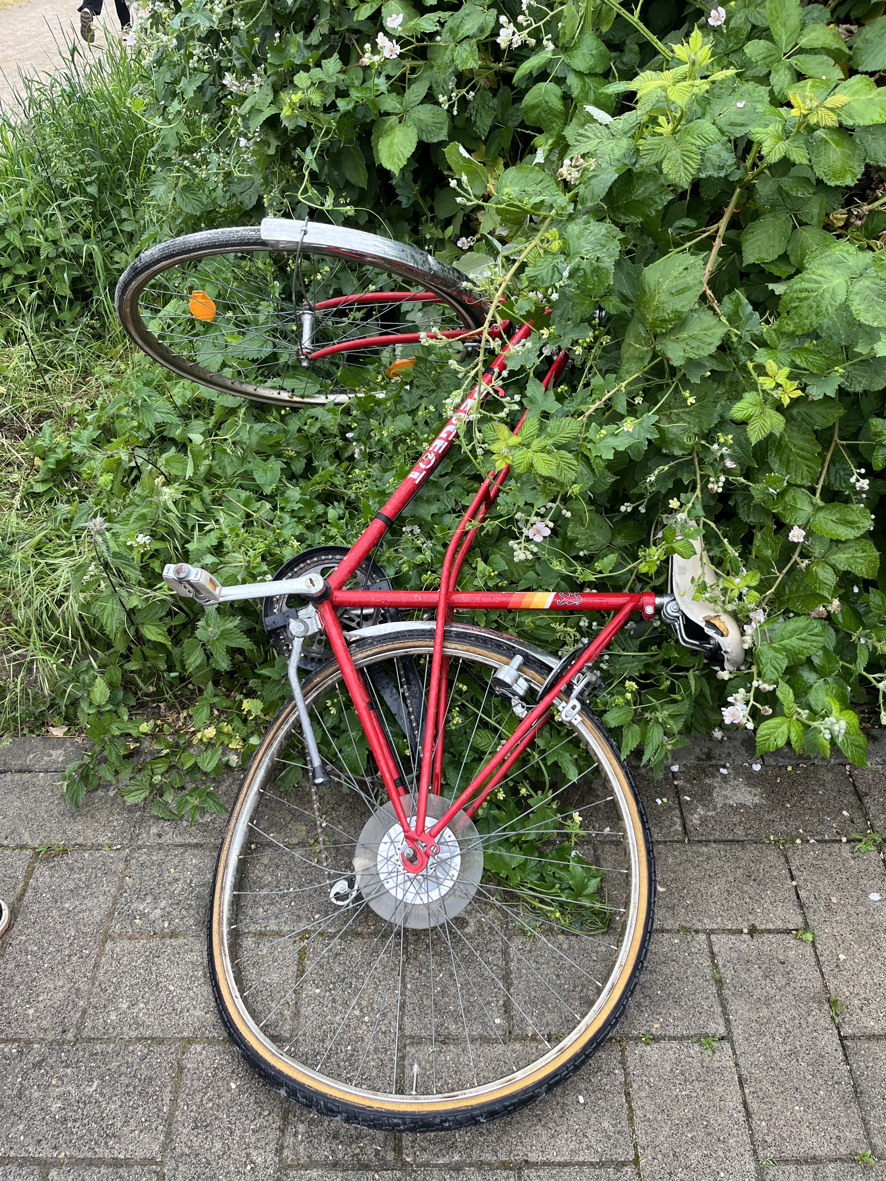 Ein kaputtes Fahrrad liegt im Gebüsch